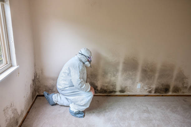 Best Mold Remediation for Healthcare Facilities  in Bellefontaine, OH